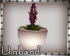 -U First Plant Lavender