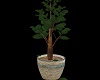 House Plant Tree
