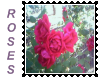 Roses Biggie Stamp