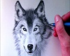white sketch wolf