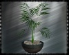 Beach House Plant 3