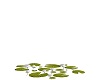 White Lilly Pad's