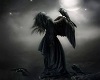 Angel&Crows Picture