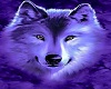 Purple ice wolf