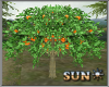 !SR! orange  Tree