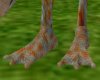 Tokay Gecko Feet Male