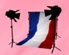 !C French Flag backdrop