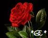 Red Rose 5-part