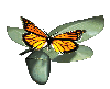 TL* Anim. Butterfly 1