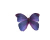 Feywild Butterfly 2