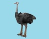 CK Safari 'walk' Ostrich