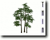 Saplings