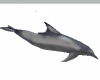 Delfin Animated