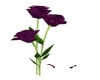 Purple Smoke Flowers