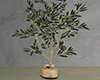 M* Tree Olive