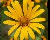 Yellow field flowers