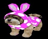[Pink] Cute Havanese Pup