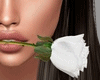Valentine's White Rose