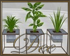Blue Trio Plants