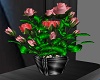 Roses Plant Bowl