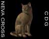 Abyssinian Cat 1