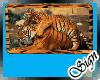 Tiger Animated Photo