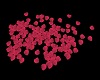 Rose Petals