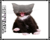 Black Kitten Sticker