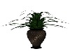 plant dark flowerpoter