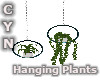 Condo Hanging Plants