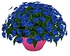 royal Blue Flowers