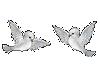 2 White Doves