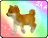 *SKA* ND shiba inu