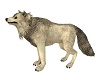 Wolf   Derivable