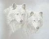 White Wolf(1)