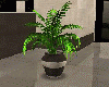 [D] Living Plant