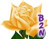 B2N-Sunkissed Rose