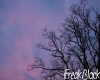 |R|beautiful tree frame