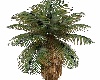 Palm Tree 9
