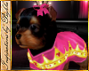 I~Yorkie Puppy*Princess