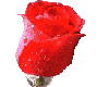 realistic rose