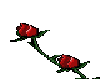 roses3