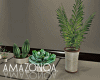 Classic Indoor plants