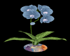 Vase & blue orchid