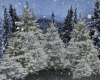 Winter Night Snow