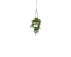 J♡ Boho Hanging Plants