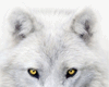 Wolf cutout ~ ML
