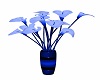 Blue Lily Plant
