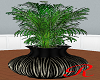 "RD" Large Plant  Zebra