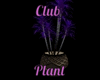Club Plant